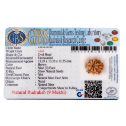 9 Mukhi Rudraksha Size 15.95 mm (With Lab Certificate)