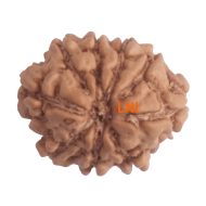 9 Mukhi Rudraksha Size 16.65 mm (With Lab Certificate)