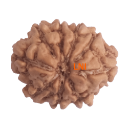 9 Mukhi Rudraksha Size 16.65 mm (With Lab Certificate)