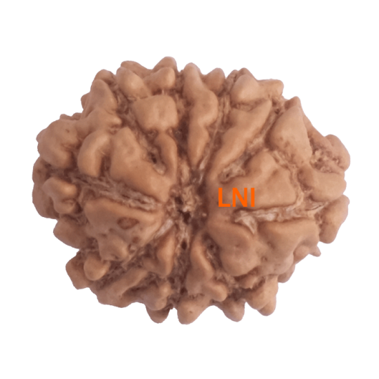 9 Mukhi Rudraksha Size 15.81 mm (With Lab Certificate) image