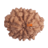 9 Mukhi Rudraksha Size 16.65 mm (With Lab Certificate)