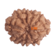 9 Mukhi Rudraksha Size 15.81 mm (With Lab Certificate) image