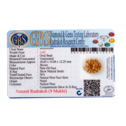 9 Mukhi Rudraksha Size 16.65 mm (With Lab Certificate)