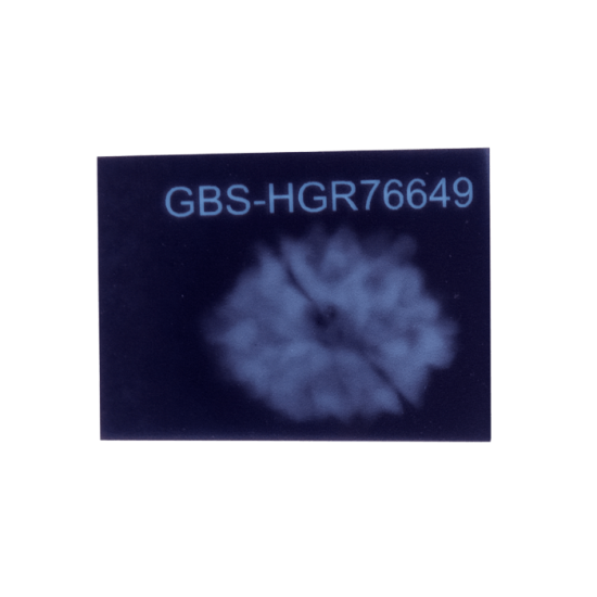 9 Mukhi Rudraksha Size 15.81 mm (With Lab Certificate) image