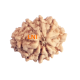 9 Mukhi Rudraksha Size 16.82 mm (Certified)