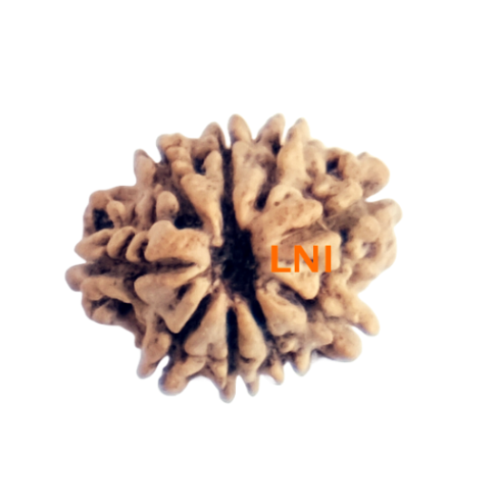 9 Mukhi Rudraksha Size 17.13 mm (Certified)