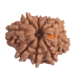 9 Mukhi Rudraksha Size 17.78 mm (Certified)