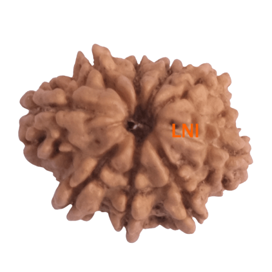 9 Mukhi Rudraksha Size 16.82 mm (Certified) image