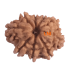 9 Mukhi Rudraksha Size 17.78 mm (Certified)