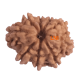 9 Mukhi Rudraksha Size 16.82 mm (Certified) image