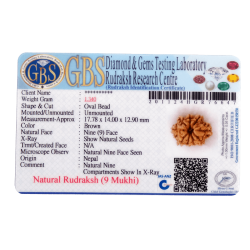 9 Mukhi Rudraksha Size 17.78 mm (Certified)