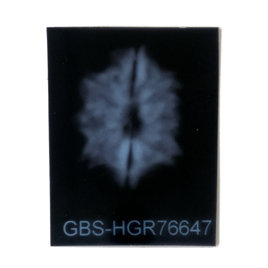 9 Mukhi Rudraksha Size 16.82 mm (Certified) image