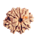 9 Mukhi Rudraksha Size 17.80 mm (Certified)