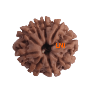9 Mukhi Rudraksha Size 18.02 mm (Certified)