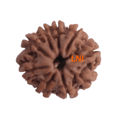9 Mukhi Rudraksha Size 18.02 mm (Certified)