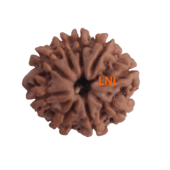 9 Mukhi Rudraksha Size 17.13 mm (Certified) Rudraksha, 9 Mukhi Rudraksha, 9 Mukhi Rudraksha from Nepal image