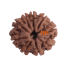 9 Mukhi Rudraksha Size 18.02 mm (Certified)