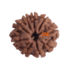 9 Mukhi Rudraksha Size 17.13 mm (Certified) Rudraksha, 9 Mukhi Rudraksha, 9 Mukhi Rudraksha from Nepal image