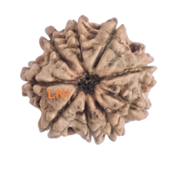 9 Mukhi Rudraksha Size 18.10 mm (Certified)