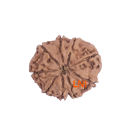 9 Mukhi Rudraksha Size 19.35 mm (Certified)