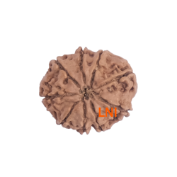 9 Mukhi Rudraksha Size 19.35 mm (Certified)