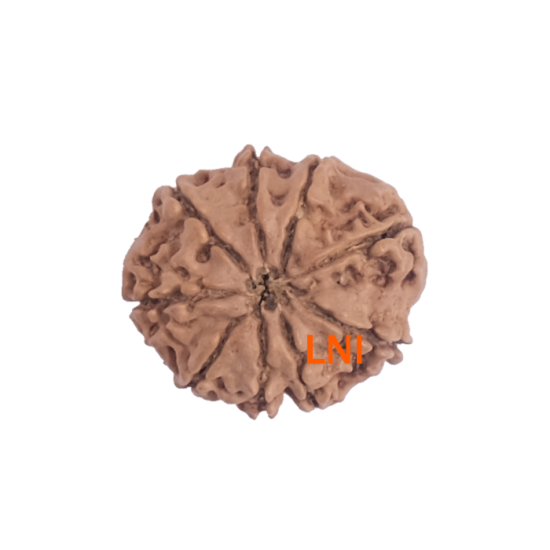 9 Mukhi Rudraksha Size 19.35 mm (Certified)