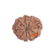 9 Mukhi Rudraksha Size 19.35 mm (Certified)