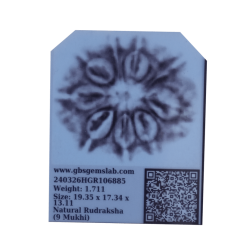 9 Mukhi Rudraksha Size 19.35 mm (Certified)