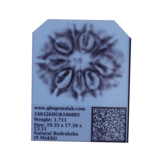 9 Mukhi Rudraksha Size 19.35 mm (Certified)