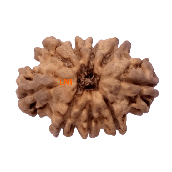 9 Mukhi Rudraksha Size 17.80 mm (Certified) Rudraksha, 9 Mukhi Rudraksha, 9 Mukhi Rudraksha from Nepal image