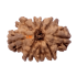 9 Mukhi Rudraksha Size 19.52 mm (Certified)