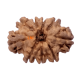 9 Mukhi Rudraksha Size 17.80 mm (Certified) Rudraksha, 9 Mukhi Rudraksha, 9 Mukhi Rudraksha from Nepal image