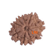 9 Mukhi Rudraksha Size: 20.64 mm (Certified)