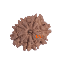 9 Mukhi Rudraksha Size: 20.64 mm (Certified)