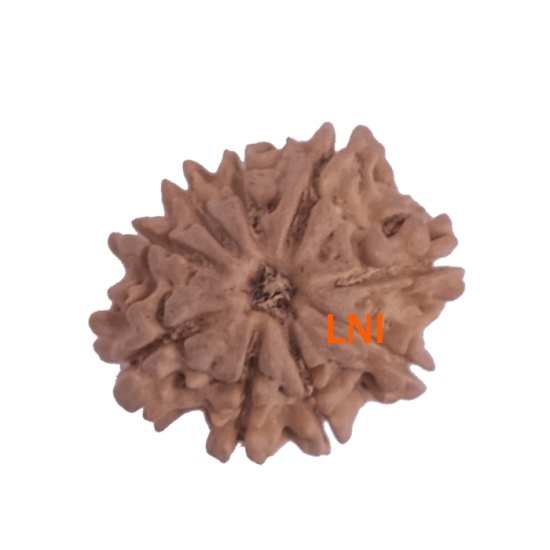 9 Mukhi Rudraksha Size: 23.55 mm (Certified) image