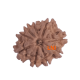 9 Mukhi Rudraksha Size: 23.55 mm (Certified) image