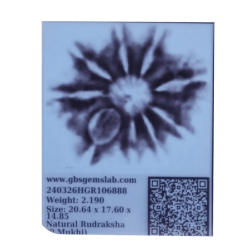 9 Mukhi Rudraksha Size: 20.64 mm (Certified)