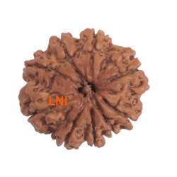 9 Mukhi Rudraksha Size 20.70 mm (Certified)