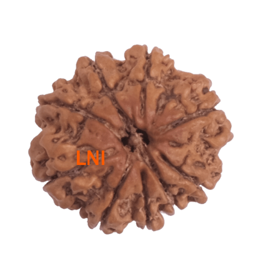 9 Mukhi Rudraksha Size 24.30 mm (Certified) image