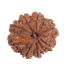9 Mukhi Rudraksha Size 20.70 mm (Certified)