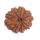 9 Mukhi Rudraksha Size 24.30 mm (Certified) image