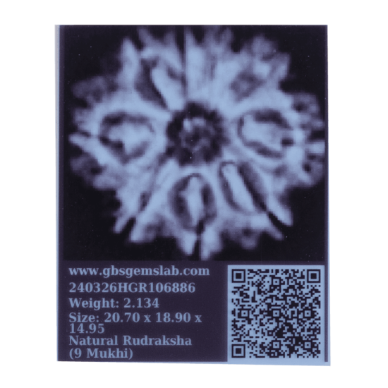9 Mukhi Rudraksha Size 24.30 mm (Certified) image
