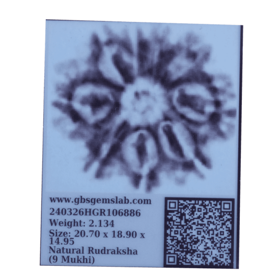 9 Mukhi Rudraksha Size 24.30 mm (Certified) image