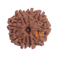 9 Mukhi Rudraksha Size 21.00 mm (Certified)
