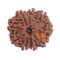 9 Mukhi Rudraksha Size 21.00 mm (Certified)