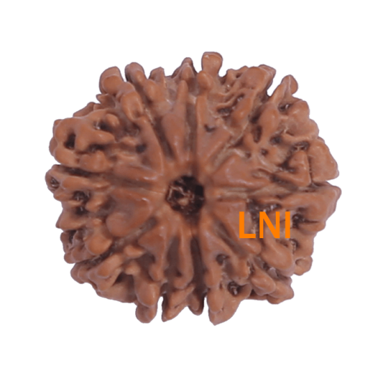 9 Mukhi Rudraksha Size 21.00 mm (Certified) image