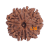9 Mukhi Rudraksha Size 21.00 mm (Certified)