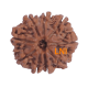 9 Mukhi Rudraksha Size 21.00 mm (Certified) image