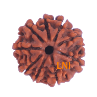 9 Mukhi Rudraksha Size 21.18 mm (Certified)