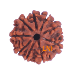 9 Mukhi Rudraksha Size 21.18 mm (Certified)